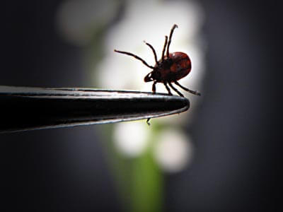 Lyme Disease Doctor Virginia